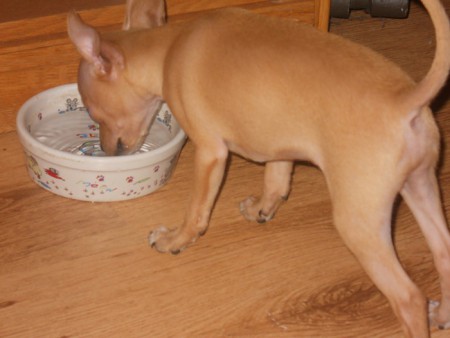 Hummer voor het eerst hier. (puppy)